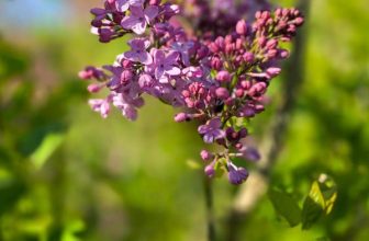 12 top scented plants for a year-round fragrant garden to lift or calm your mood – The Middle-Sized Garden