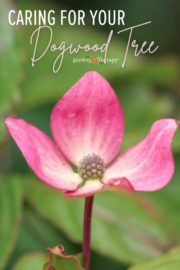 Caring for your dogwood tree
