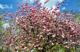 The 14+ best London cherry blossoms spots (2025)