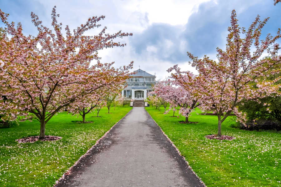 London cherry Blossoms
