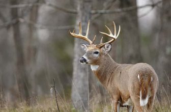 Chronic Wasting Disease – New Diagnostics – Modern Carnivore Podcast – (Ep: 048)