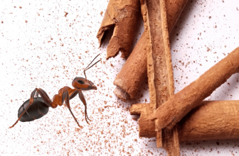 Cinnamon: The Spice That Makes Ants Think Twice? 