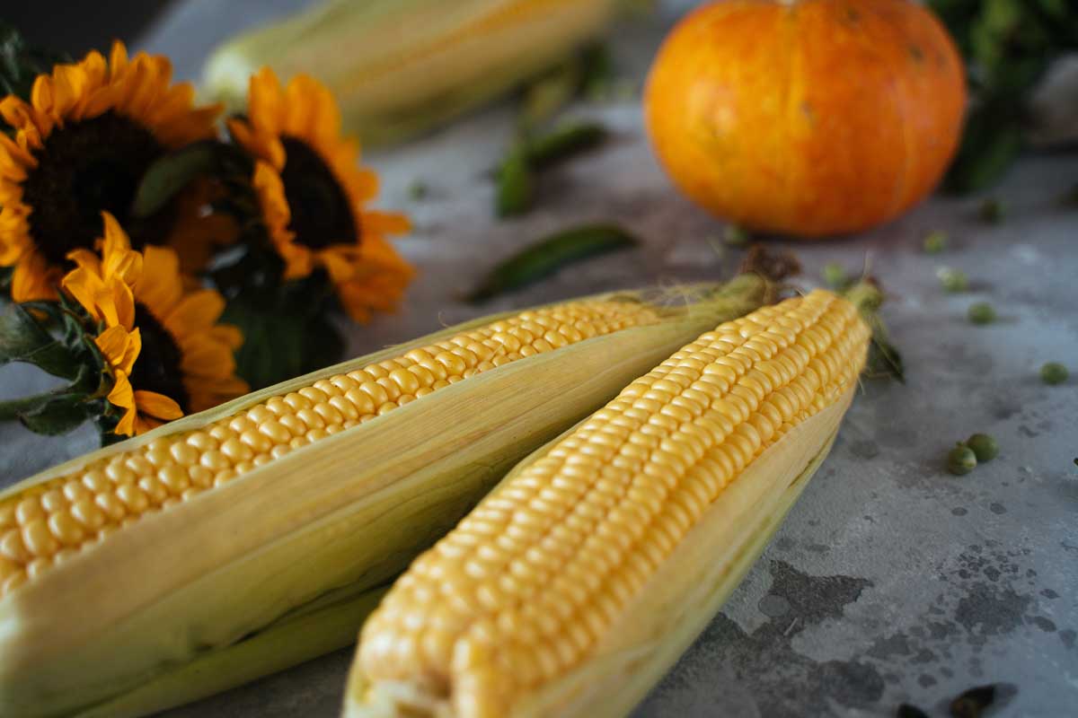 A close up of two corn cobs, sunflowers, and a pumpkin in the background set on a concrete surface.
