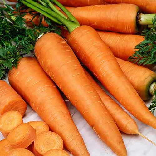 A close up of fresh 'Danvers' carrots, some whole, some sliced set on a kitchen counter.