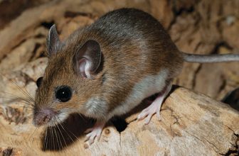 California hantavirus deaths raise questions