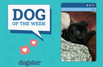 Dogster Photo Contest: Dogs of the Week Winners (April 17, 2025)