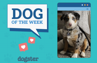 Dogster Photo Contest: Dogs of the Week Winners (April 24, 2025)