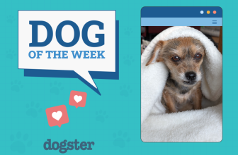 Dogster Photo Contest: Dogs of the Week Winners (April 10, 2025)