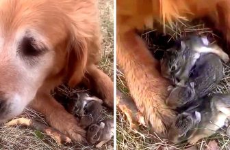 Woman Thinks That Her Dog Caught Baby Birds, Then She Looked Between The Dog’s Paws