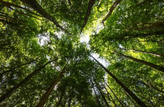 European Union: Parliament gives green light to postpone compliance timelines of CSRD and CSDDD