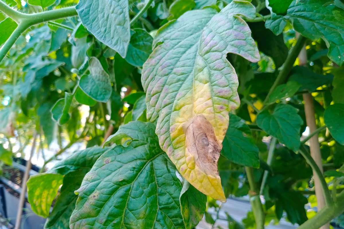A close up horizontal image of leaves turning yellow as a result of a fungal disease known as Alternaria, pictured in the garden on a soft focus background.