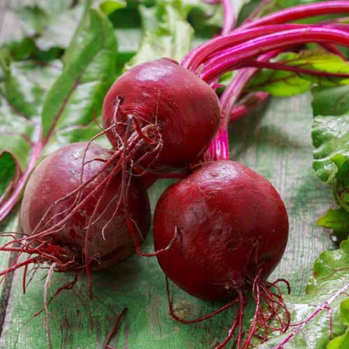 A close up square image of freshly harvested and cleaned 'Early Wonder' beets set on a wooden surface.