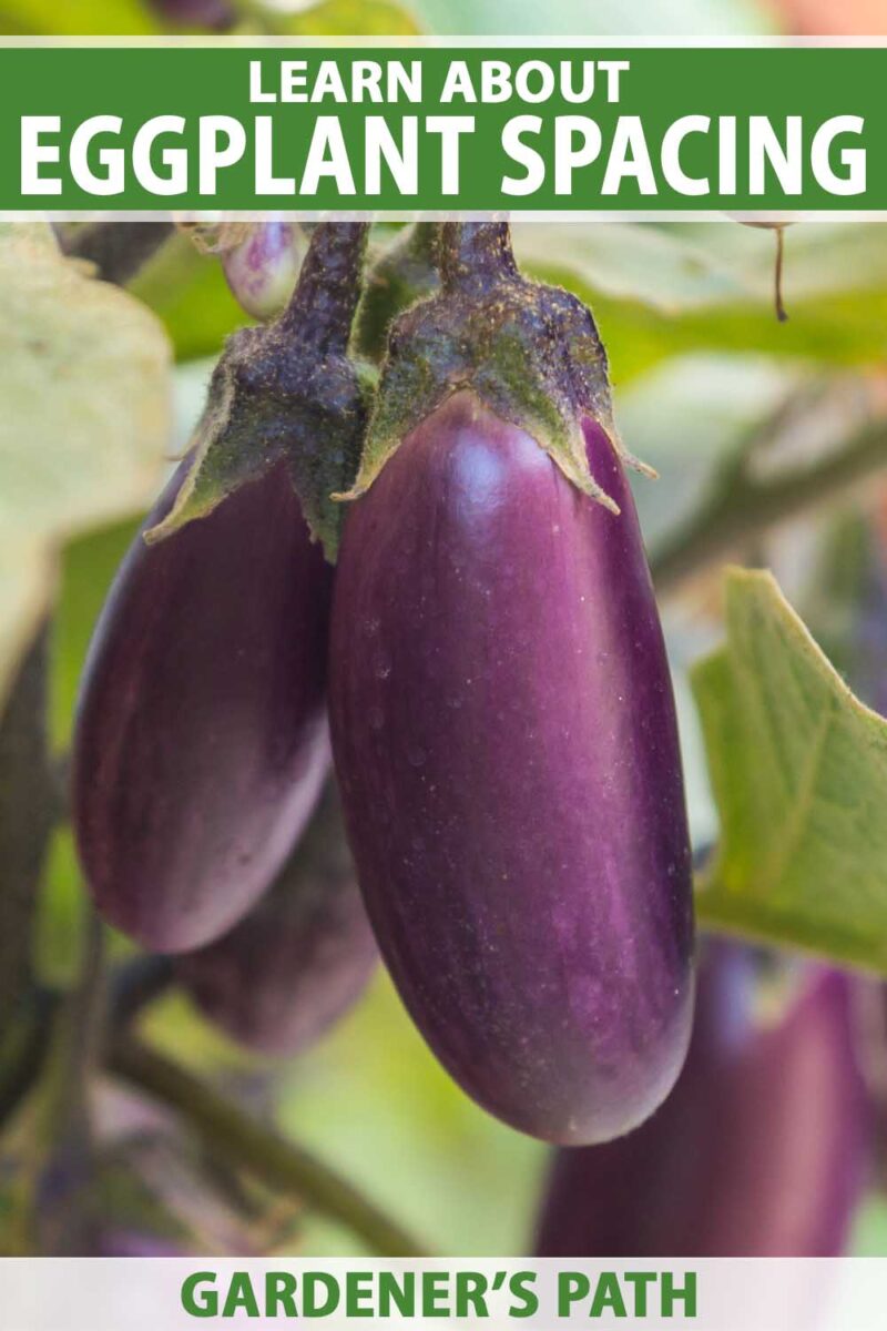 A close up image of small Solanum melongena fruits growing in rows in the garden.