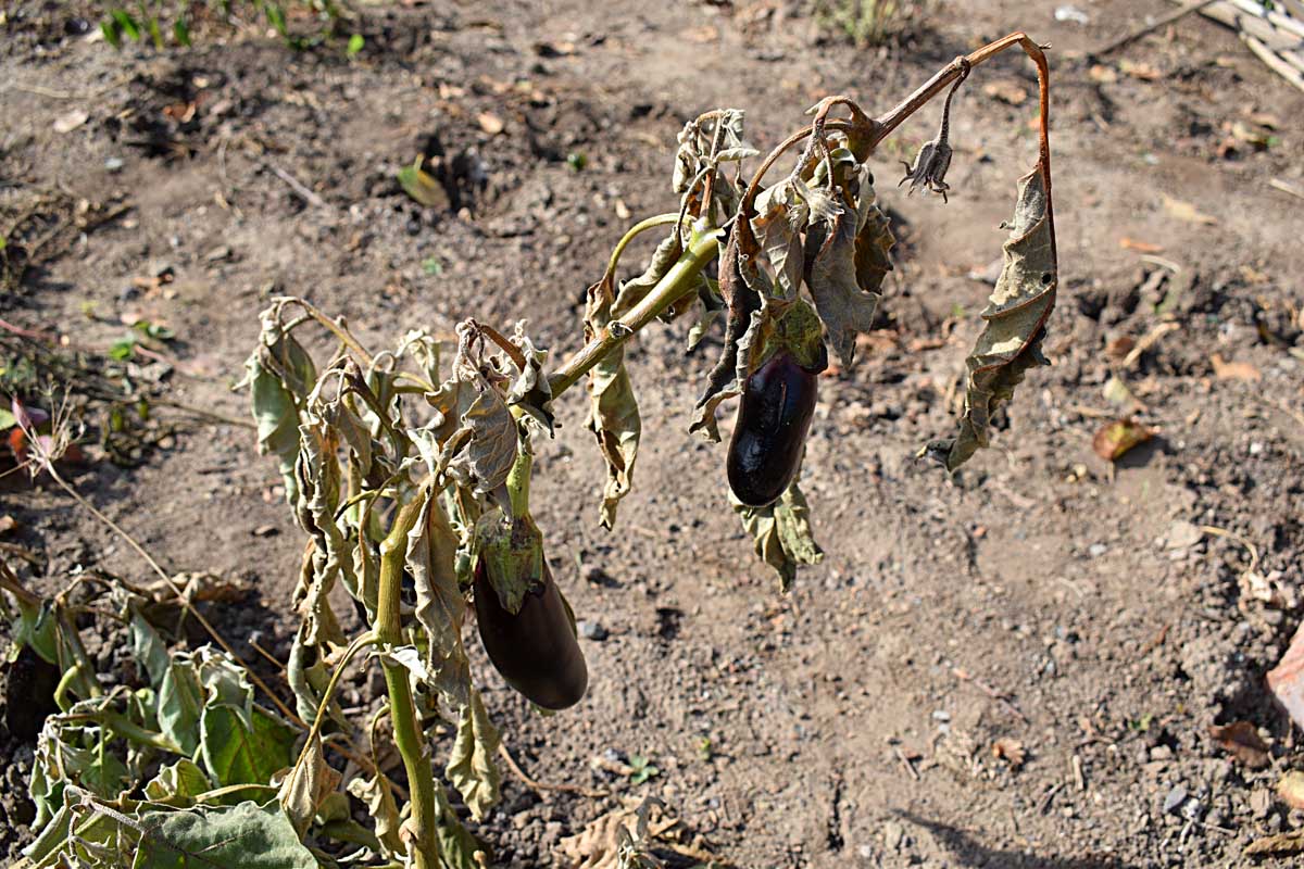 A close up horizontal image of an eggplant that has started to wilt pictured in bright sunshine with dry soil in the background.