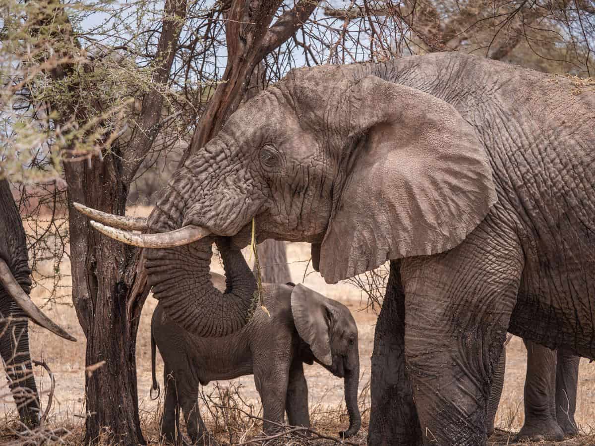 An elephant family, including a calf, grazing under the trees in Tarangire National Park, Tanzania
