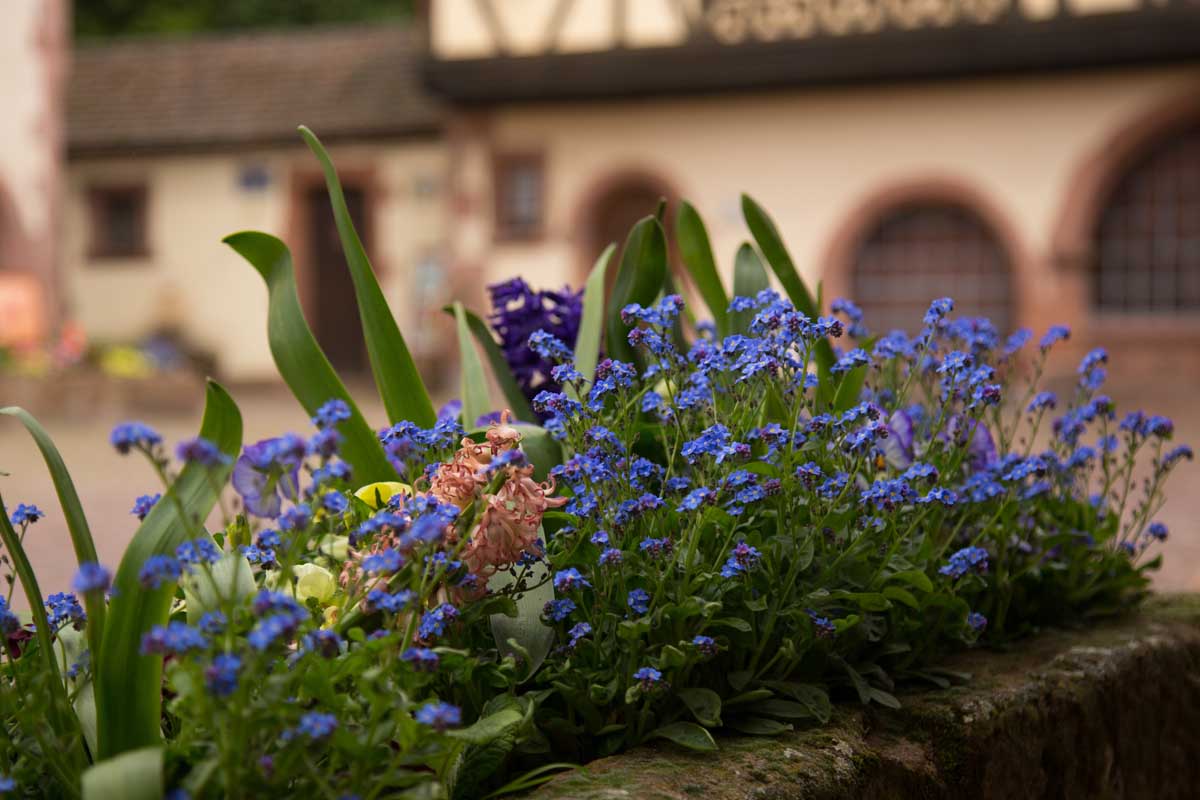A close up horizontal image of a concrete planter with a mass of blue Myosotis sylvatica flowers on a patio with homes in soft focus in the background.