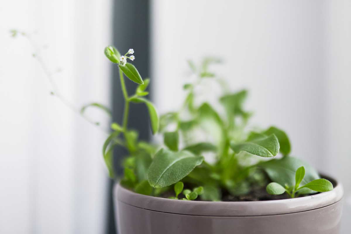 A close up horizontal image of small seedlings growing indoors in a white pot pictured on a soft focus background.