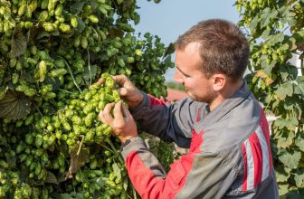 French Hops Waiting To Be Put on the Map