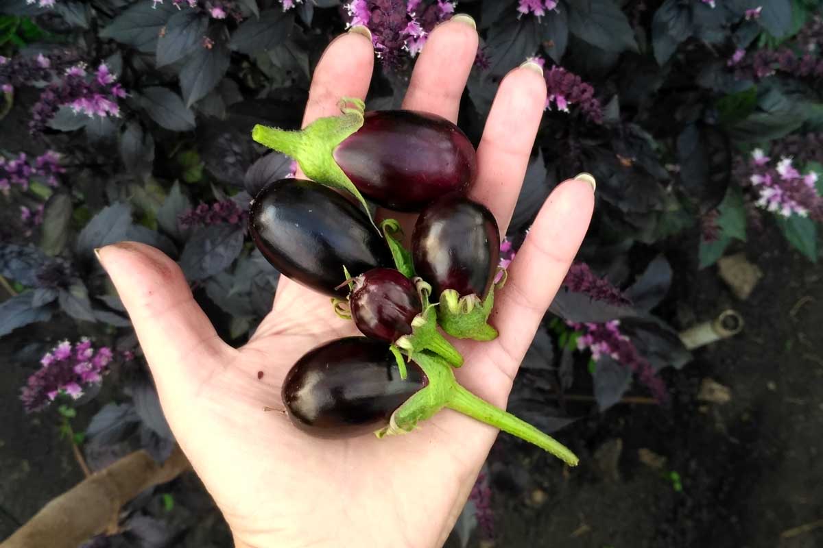 A close up horizontal image of a hand with a palm full of small freshly harvested aubergines with foliage in soft focus in the background.