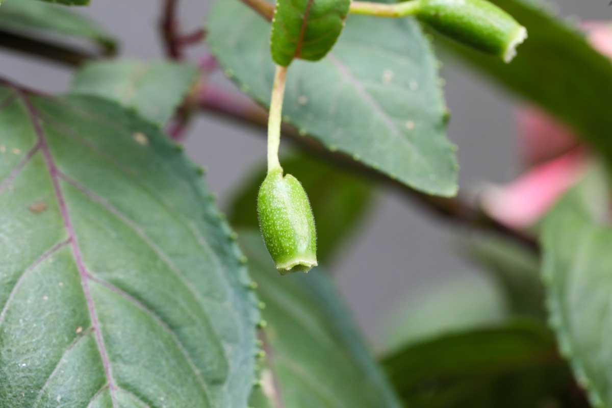 A close up horizontal image of the ovary of a fuchsia plant with foliage in soft focus in the background.
