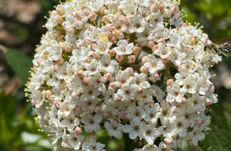 The Light of Spring After a Dark Fall and Winter in North Carolina, Part 2