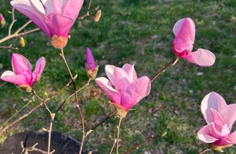 Early Spring in Beth’s North Carolina Garden, Part 1