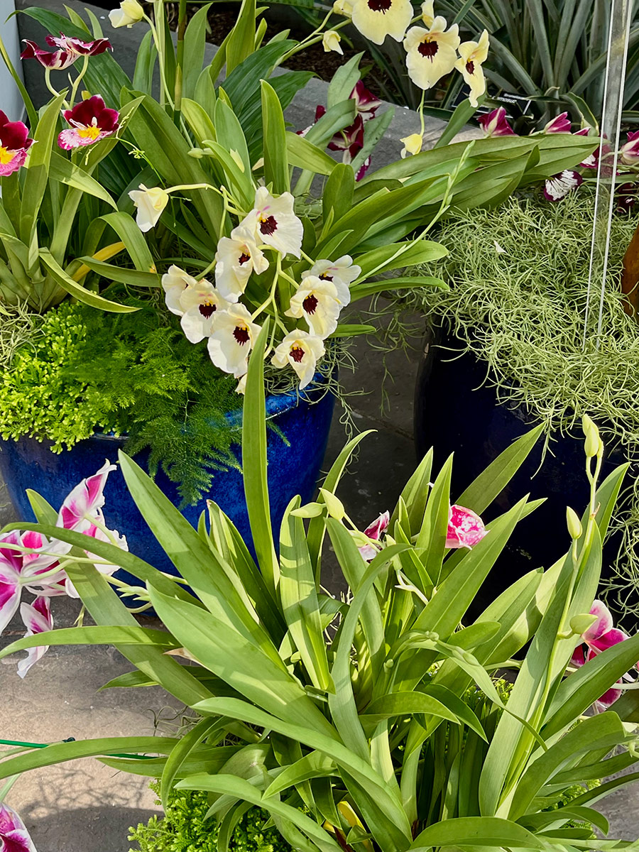 various orchids in pots