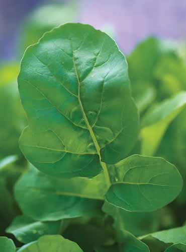 A close up vertical image of 'Garden Tangy' arugula growing in the garden.