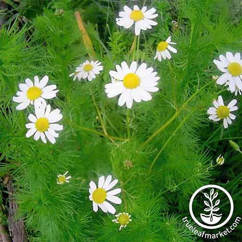 A close up square image of German chamomile growing in the garden. A white circular logo with text is in the bottom right of the frame.