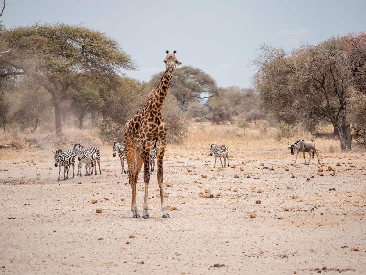 A giraffe standing tall alongside zebras and a wildebeest in the dry landscape of Tarangire National Park, Tanzania.