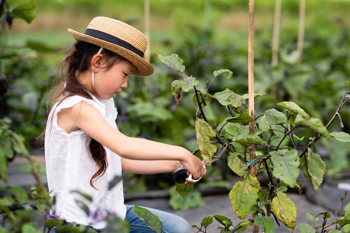 A close up horizontal image of a young girl harvesting eggplants from rows of plants in the garden.