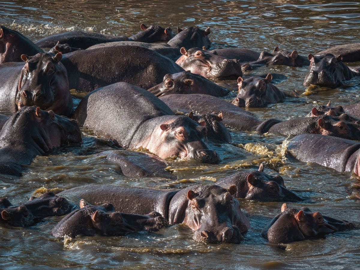 A pod of hippos relaxing in the river at Serengeti National Park, Tanzania.