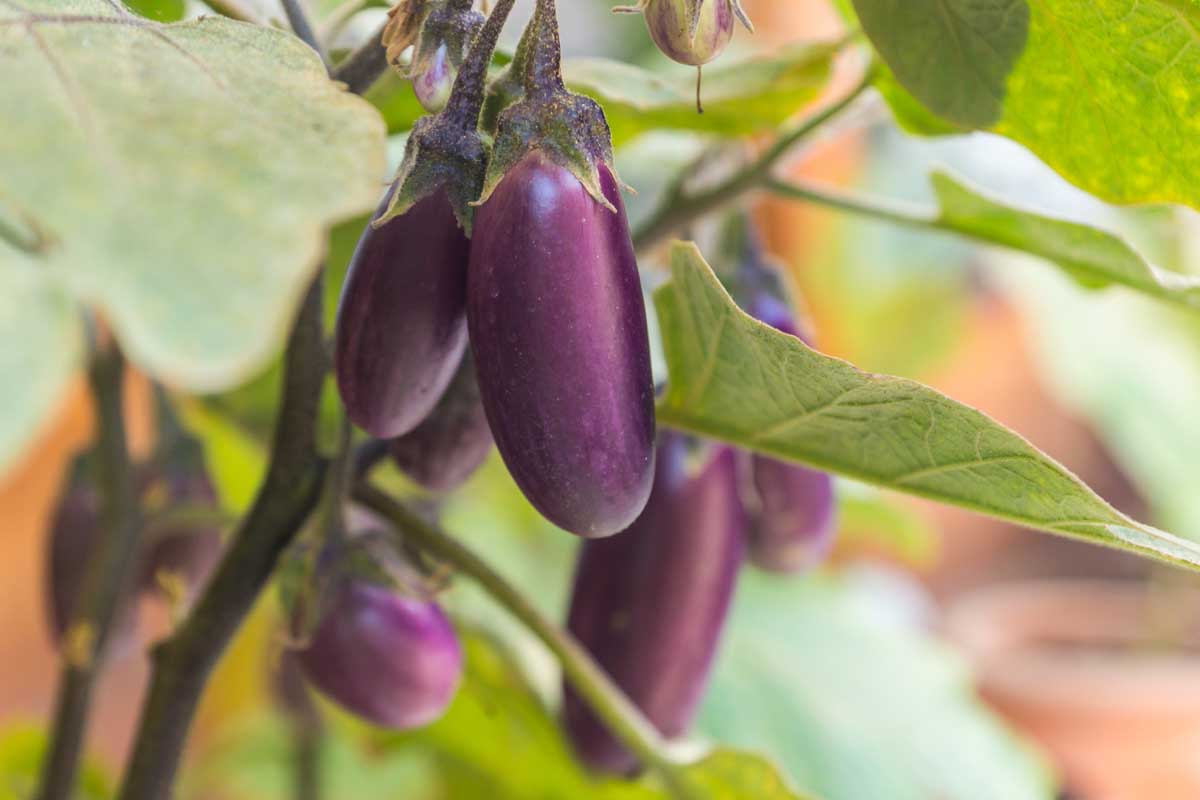 A close up horizontal image of small Solanum melongena fruits growing in rows in the garden.