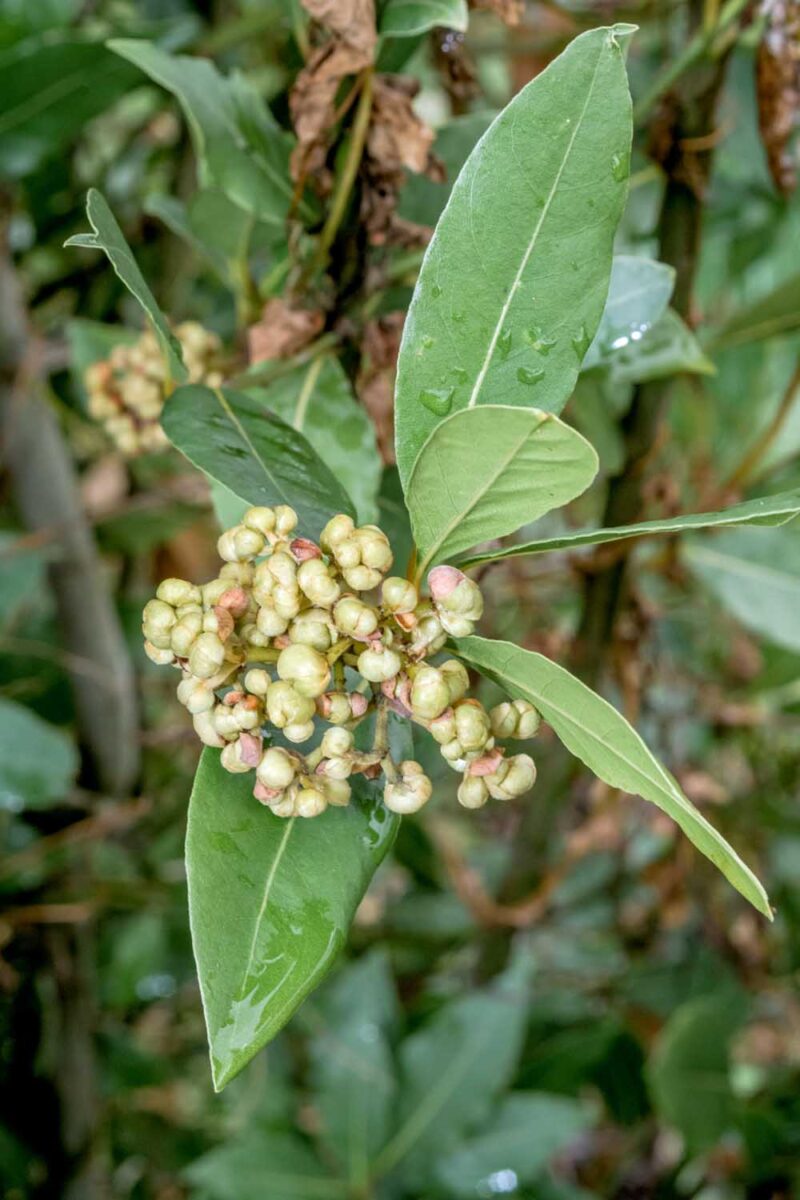 A close up of the fruit of a bay laurel developing on the tree, surrounded by leaves, pictured on a soft focus background.