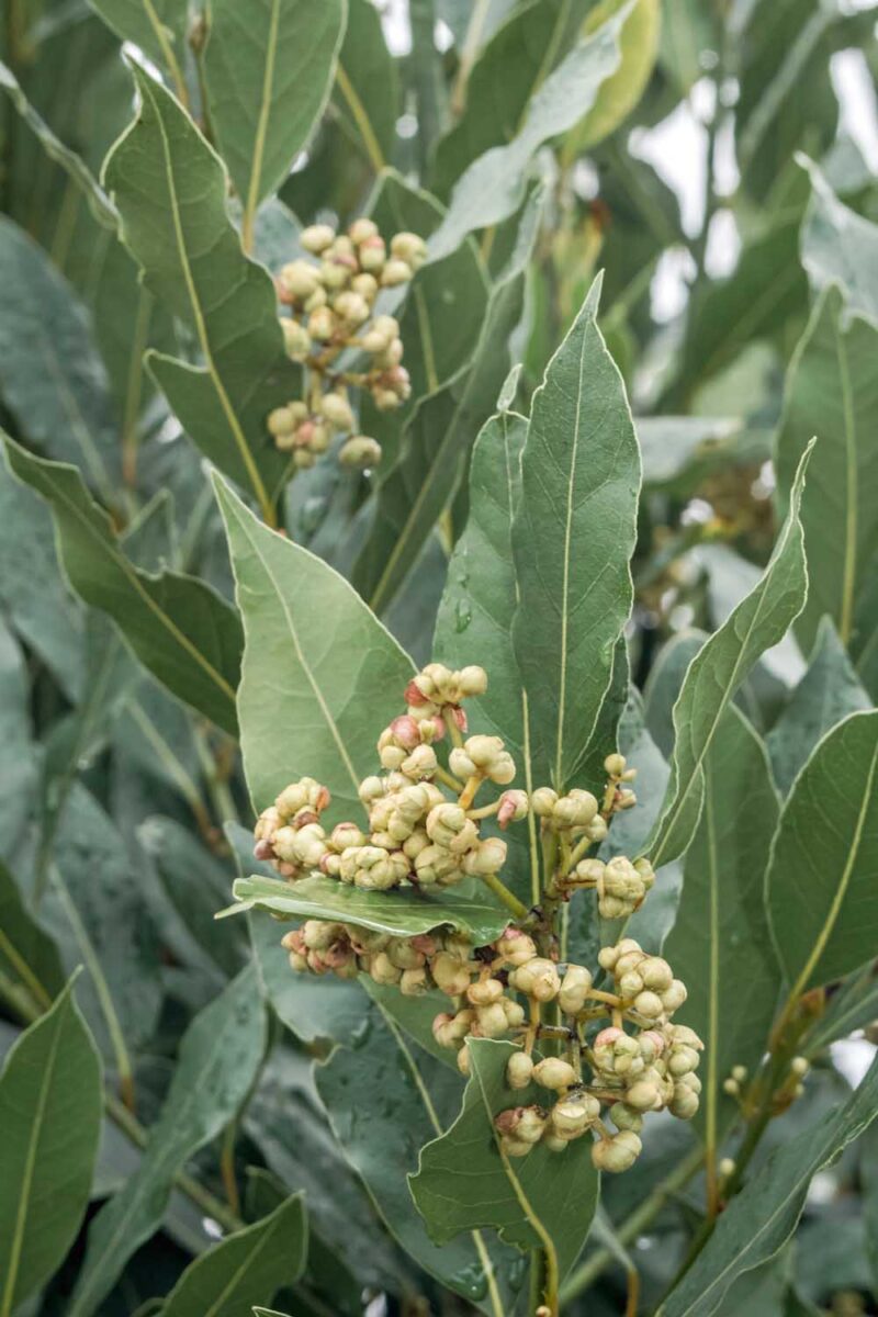 A vertical close up of a bay tree growing in the garden with fruit developing. To the center and bottom of the frame is green and white printed text.