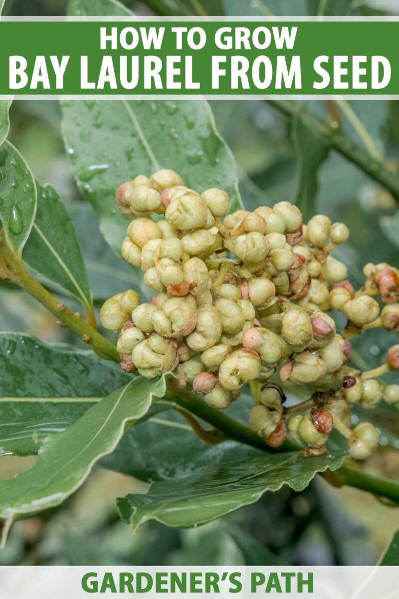 A close up of a bay leaf tree with bright green leaves and fruit developing, with water droplets covering the foliage, pictured on a soft focus background.