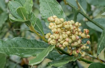How to Grow Bay Laurel Trees from Seed
