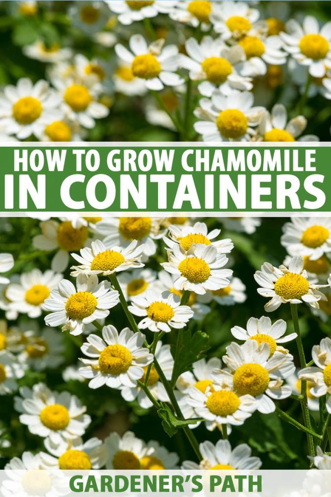 A vertical close up picture of German chamomile, Matricaria recutita, growing in the garden in bright sunshine, with white, daisy-like flowers with yellow centers. To the center and bottom of the frame is green and white text.