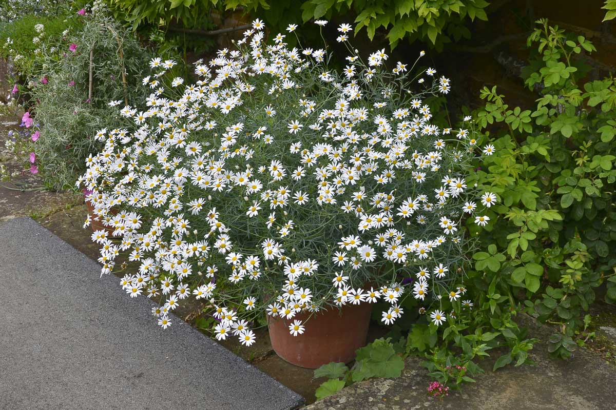 A close up of a Matricaria recutita plant growing in a container at the side of a pathway in the garden, surrounded by other perennials.