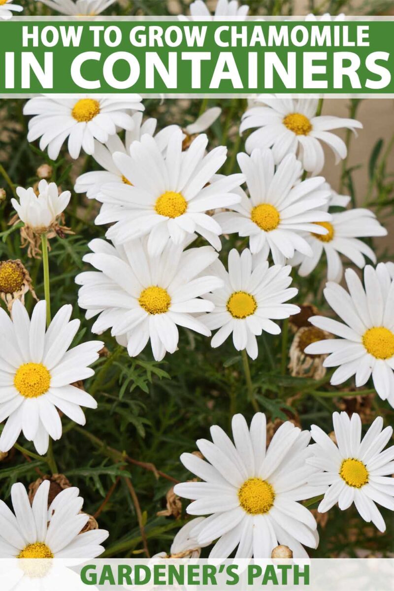 Close up of the white flowers with yellow centers of a chamomile plant growing in a container.