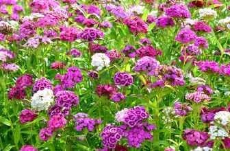 How to Plant and Grow Sweet William Flowers (Dianthus barbatus)