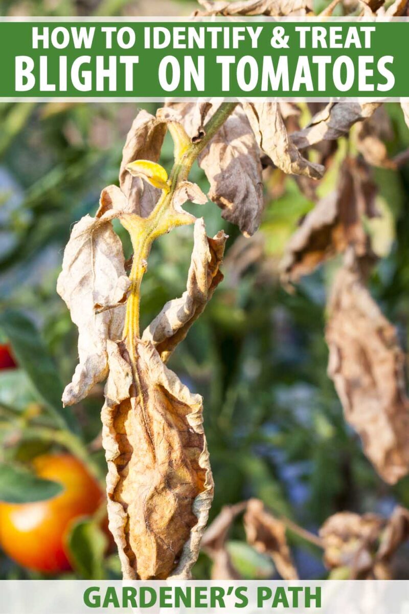 A close up of leaves suffering from a plant disease called blight. The foliage has turned yellow and is wilting, pictured in bright sunshine on a soft focus background.