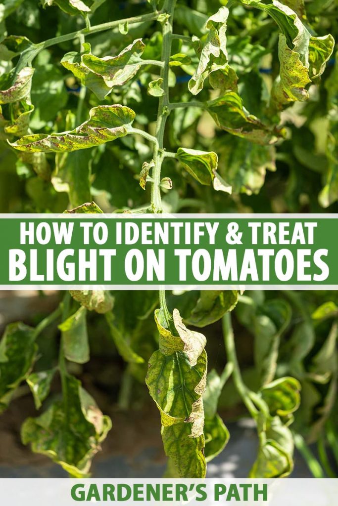 A close up of a tomato plant suffering from a fungal disease that causes the leaves to wither, droop, and turn yellow, pictured in bright sunshine on a soft focus background. To the center and bottom of the frame is green and white printed text.