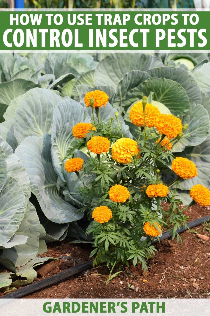 A marigold plant planted next to a rows of cabbage.