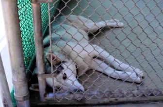 She Thought He Was ‘Another Abuse Case’, But His Microchip Scan “Freaked Her Out”