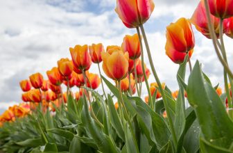 Have a Lovely Weekend. | Cup of Jo