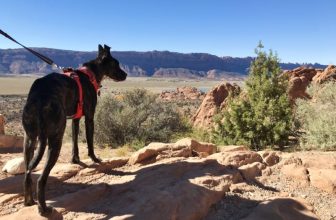 Hiking With Dogs – 7 Essentials For Desert Trails