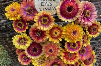 towering marigolds, the flashiest zinnias & more, with peace seedlings
