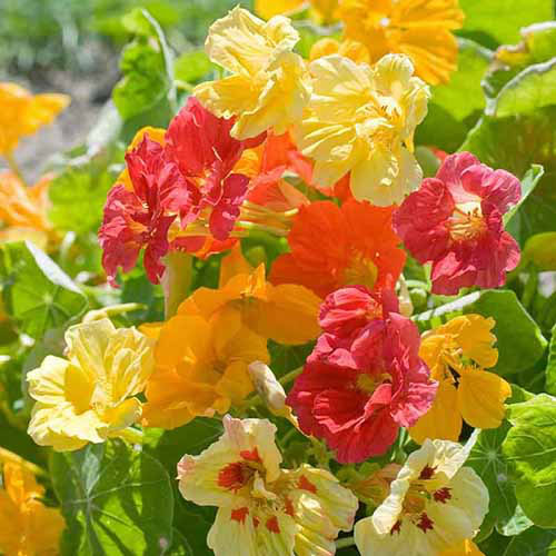 A close up square image of Jewel Mix nasturtiums in a variety of different colors growing in a sunny garden.