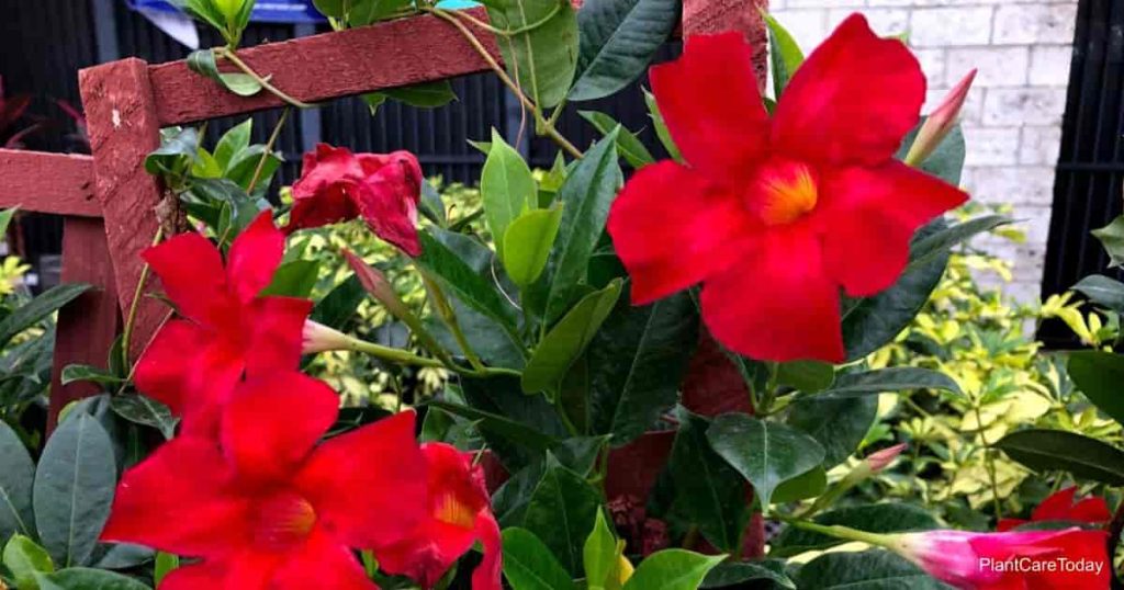 Mandevilla a good warm weather vine
